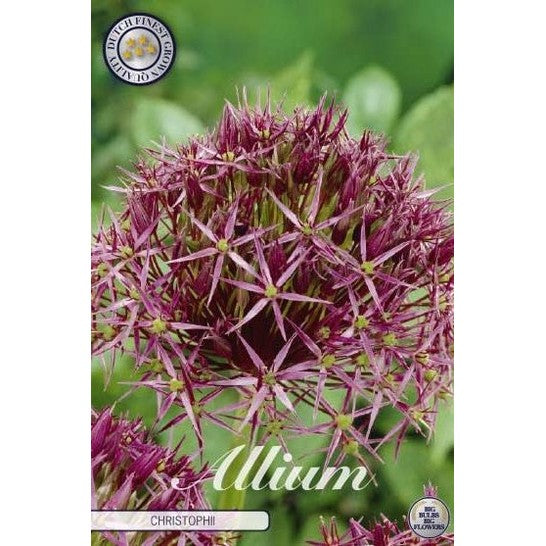 Allium 'Christophii' 5-pack